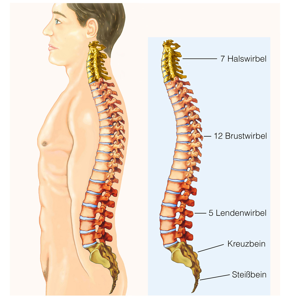 Abbildung der menschlichen Wirbelsaeule und deren unterschiedlichen Segmenten